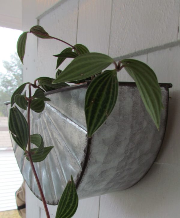 Small Semi Circle Wall Planter - Image 3